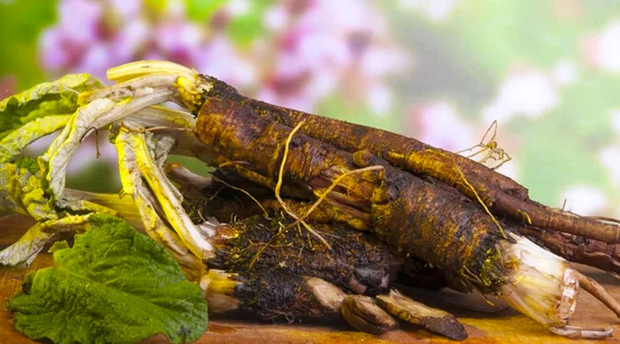 burdock root benefits