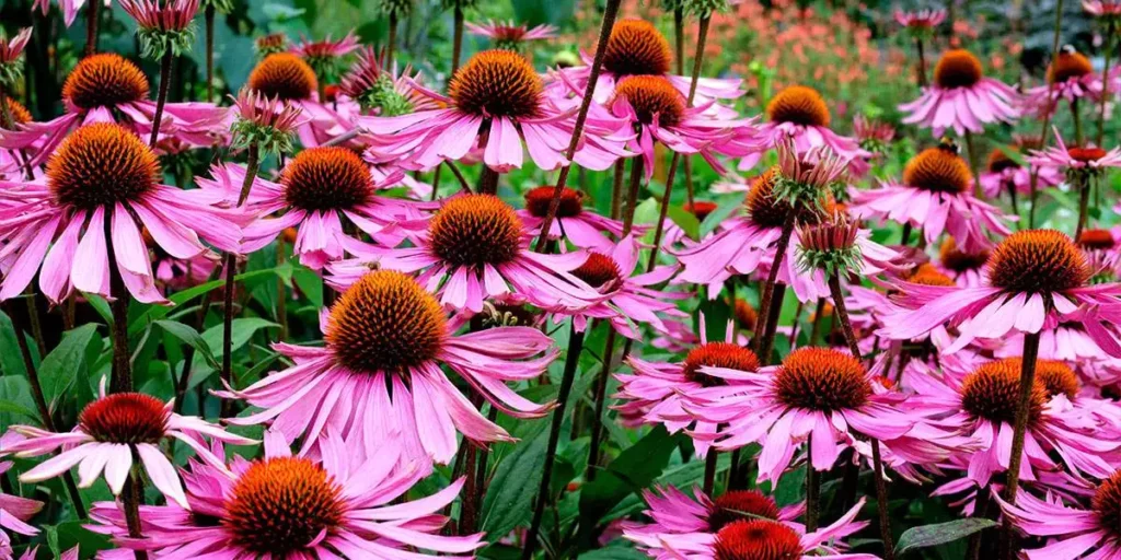 Echinacea flowers