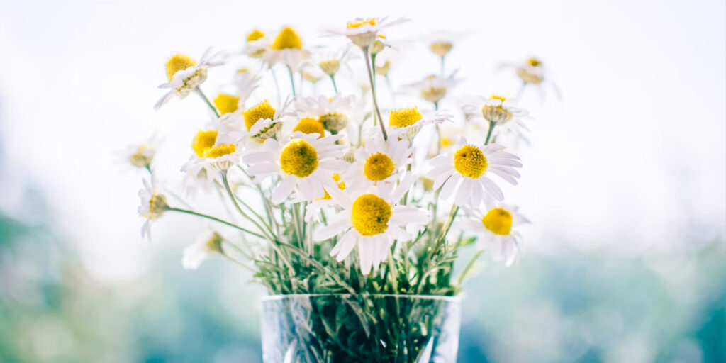 Chamomile Flowers In Glass