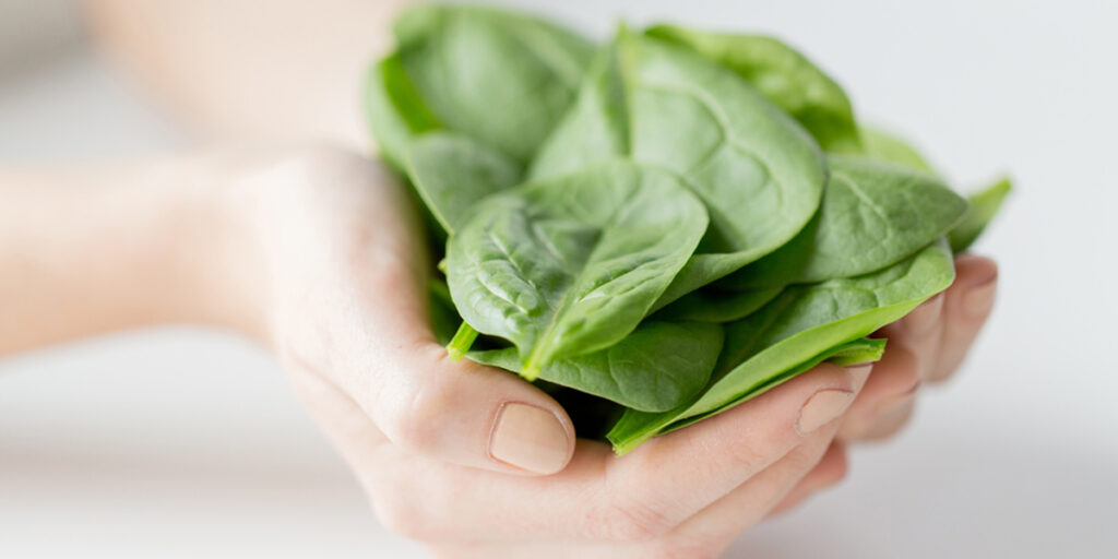 Close up of woman hands holding spinach