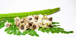 Moringa leaf flower and seeds
