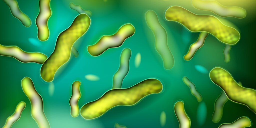 Bacteria Lactobacillus