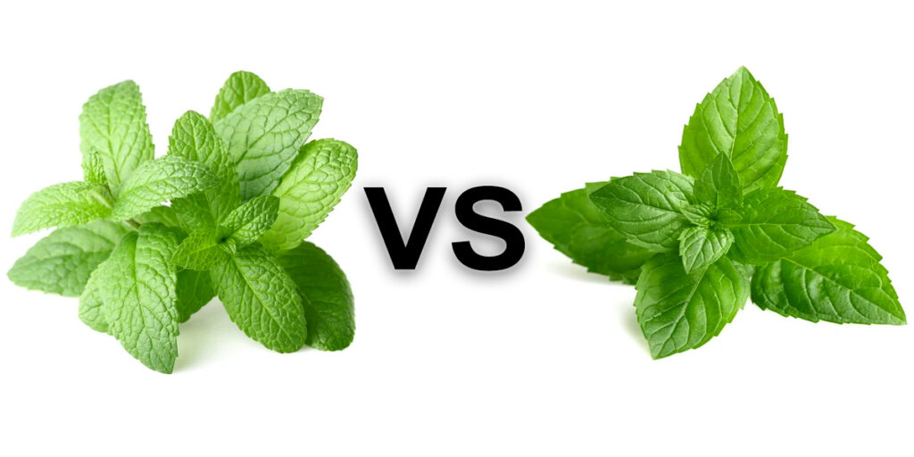 Mint Vs. Peppermint: What's The Difference?