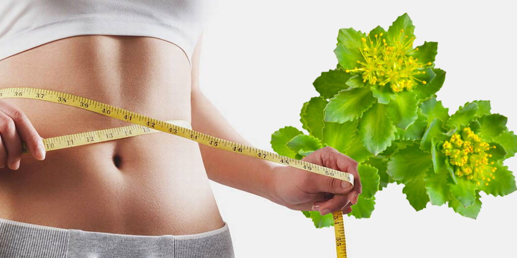 Rhodiola and Weight Loss