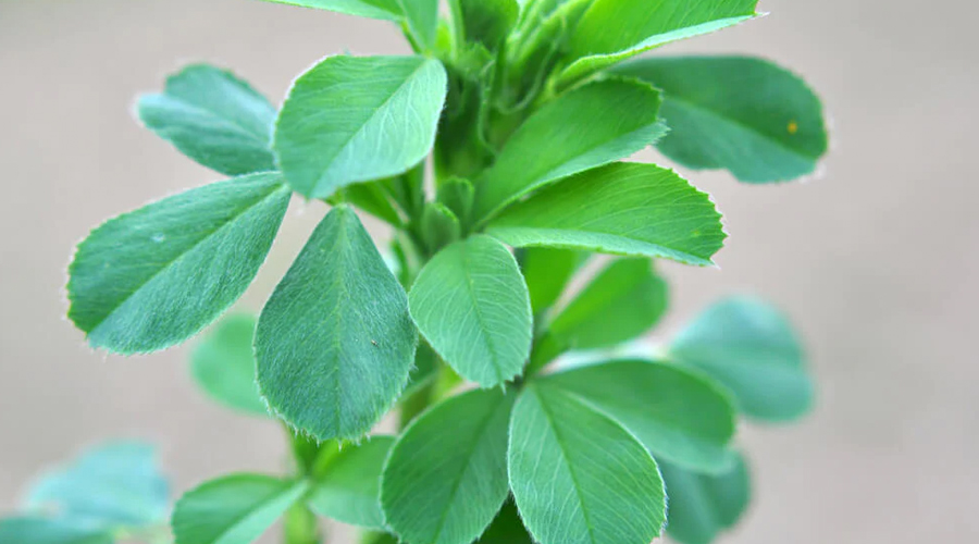 Alfalfa Leaf Benefits A Path To Empower Your Wellness